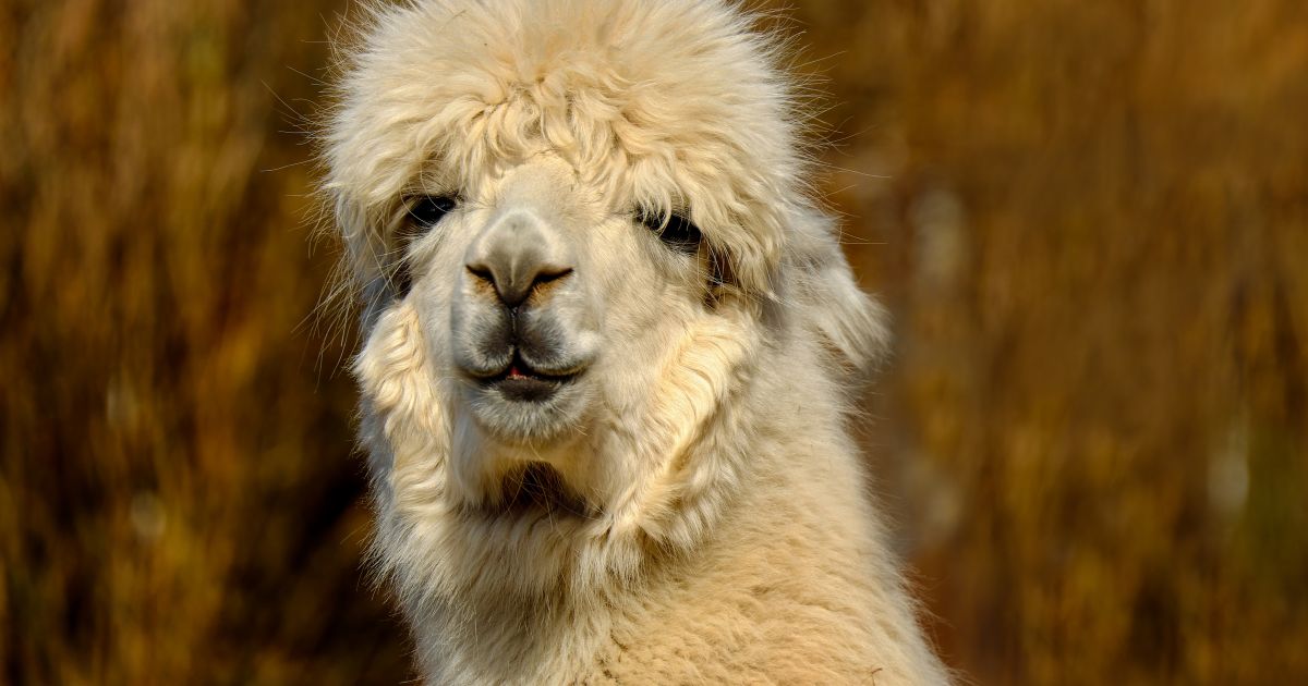 Alpakanist • Russwurm Alpakanist • Russwurm